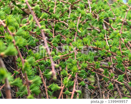 Dense Fresh Green Needle Clusters of Weeping Larch Larix decidua Dense Fresh Green Needle Clusters of Weeping Larch Larix decidua 139949957