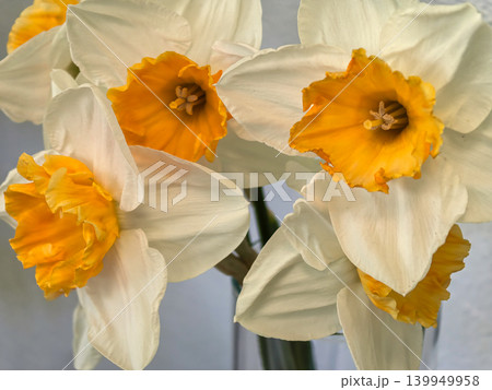 Narcissus Soestdijk Daffodils with White Petals and Golden Orange Trumpets 139949958