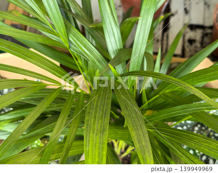 Green palm plant with long arching leaves closeup indoor setting Green palm plant with long arching leaves closeup indoor setting 139949969