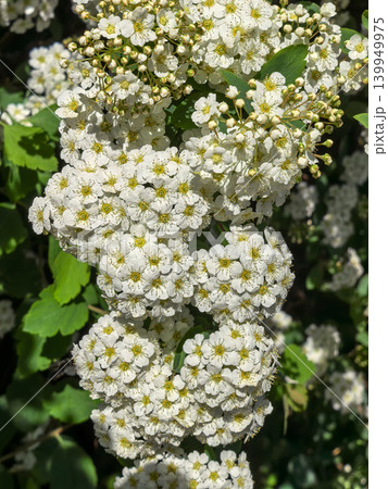 Close up of white spiraea flower clusters with green foliage in sunlight Close up of white spiraea flower clusters with green foliage in sunlight 139949975