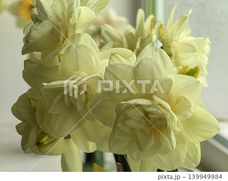 Elegant Bouquet of Narcissus Obdam White Double Daffodils Indoors Elegant Bouquet of Narcissus Obdam White Double Daffodils Indoors 139949984