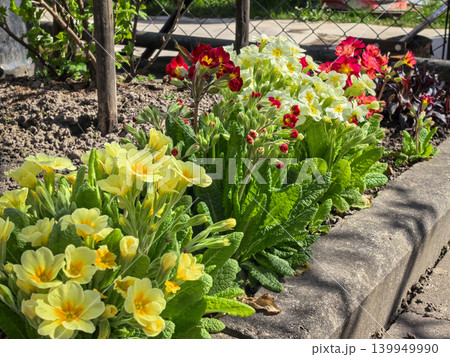 Primula Vulgaris Yellow Red Primrose Row Spring Sunny Garden Bed 139949990