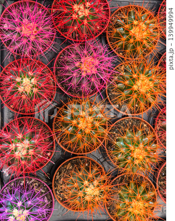 Vibrant colored cactus plants with pink red orange spines top view Vibrant colored cactus plants with pink red orange spines top view 139949994
