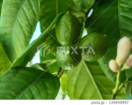 Cluster of small green unripe lemons growing on a citrus tree branch Cluster of small green unripe lemons growing on a citrus tree branch 139949997