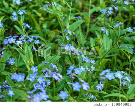 Blue forget me not flowers blooming in lush green spring garden 139949999