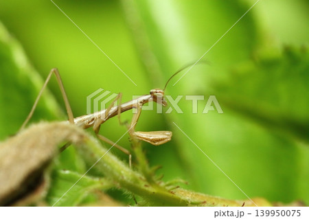 カマキリの幼虫のクローズアップ(オオカマキリと思われる) カマキリの幼虫のクローズアップ(オオカマキリと思われる) 139950075
