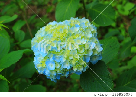 青い紫陽花が満開に綺麗に咲きました 青い紫陽花が満開に綺麗に咲きました 139950079