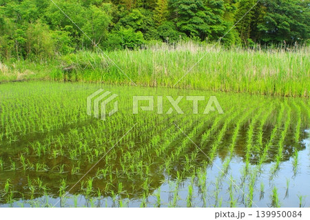 田植えを終えた水田 139950084