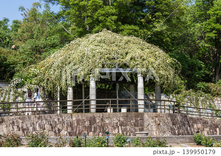 バラ園 バラ園 139950179