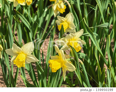 Cluster of Vibrant Yellow Narcissus Daffodils Blooming in Spring 139950199