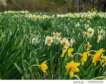 Scenic Field of Daffodils Blooming in Spring 139950200