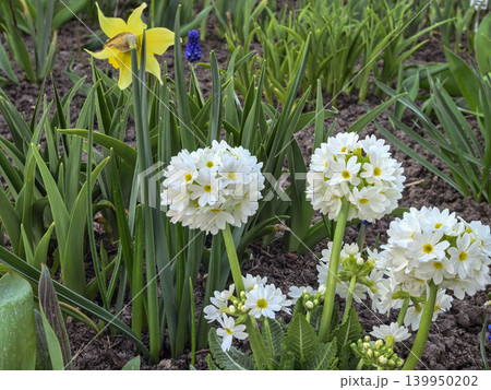 Primula Denticulata White Drumstick Primrose Narcissus Spring Bed 139950202