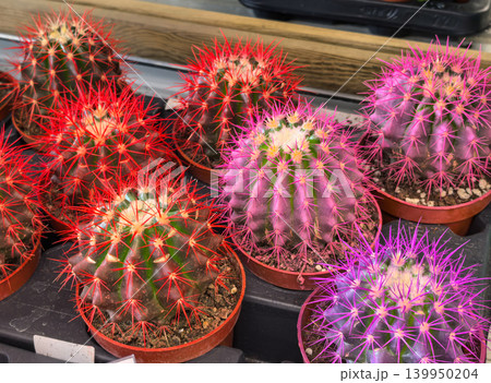 Red and purple spined cacti in terracotta pots at plant nursery closeup 139950204