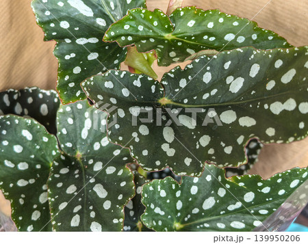 Polka dot Begonia maculata leaves with silver spots closeup tropical plant Polka dot Begonia maculata leaves with silver spots closeup tropical plant 139950206