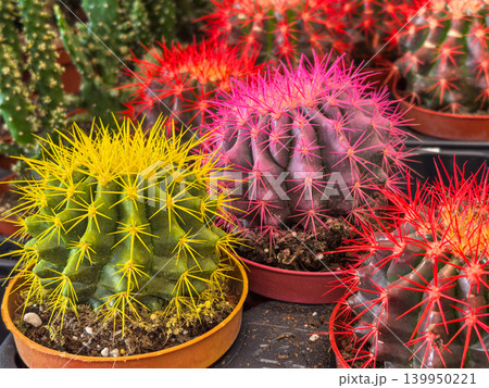 Yellow pink and red spined barrel cacti collection in pots at nursery Yellow pink and red spined barrel cacti collection in pots at nursery 139950221
