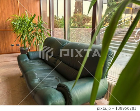 Vintage green leather couch by window with yucca plants in office lobby Vintage green leather couch by window with yucca plants in office lobby 139950283