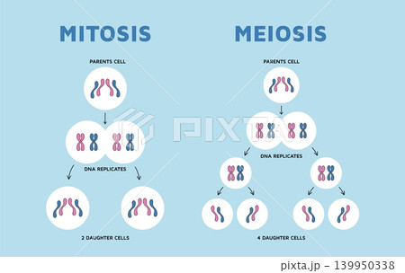 Cell division mitosis meiosis. Scientific and educational infographics, chromosome spiralization, genetic information banner, separation steps posters design, garish vector isolated concept Cell division mitosis meiosis. Scientific and educational infographics, chromosome spiralization, genetic information banner, separation steps posters design, garish vector isolated concept 139950338