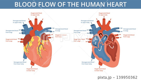 Heart blood flow. Human organ in section, cardiological medical scheme, educational infographics diagram banner, hospital anatomical poster, nowaday vector flat style isolated concept 139950362