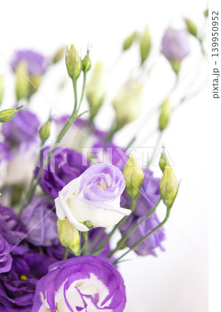 Purple rose flowers on white background Purple rose flowers on white background 139950952