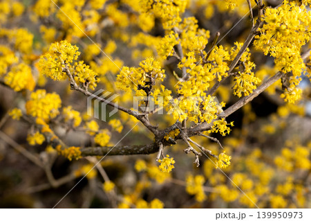 spring cornelian cherry tree yellow flowers 139950973
