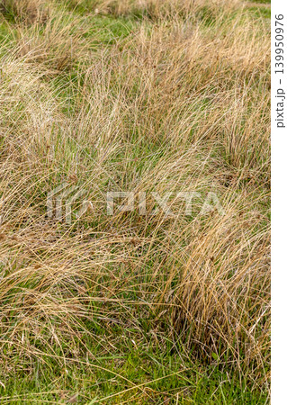 dry yellow last year grass mixed with fresh green dry yellow last year grass mixed with fresh green 139950976