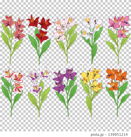 A colorful assortment of alstroemeria flowers. 139951214