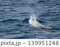 risso's dolphin grampus griseus close up breathing on sea surface 139951248