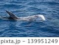 risso's dolphin grampus griseus close up breathing on sea surface 139951249