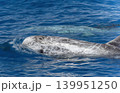 risso's dolphin grampus griseus close up breathing on sea surface 139951250