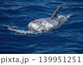 risso's dolphin grampus griseus close up breathing on sea surface 139951251