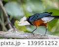 Lamprotornis superbus bird know as superb starling highly colorful, iridescent songbird native to East Africa. holding a feather in the beak 139951252