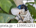Lamprotornis superbus bird know as superb starling highly colorful, iridescent songbird native to East Africa. holding a feather in the beak 139951253