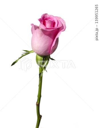 It is a single pink rose. 139951265