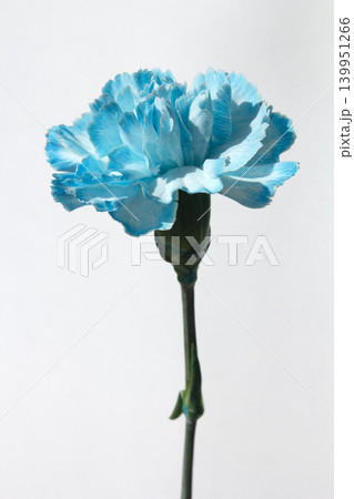 It's a white background and blue carnations. 139951266
