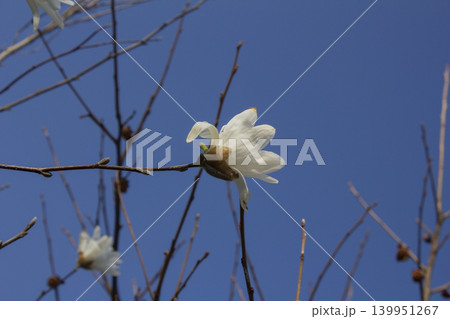 A blooming white magnolia flower 139951267