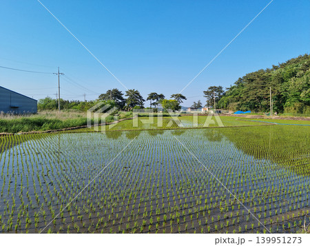 This is a rice field where rice planting has been completed. This is a rice field where rice planting has been completed. 139951273