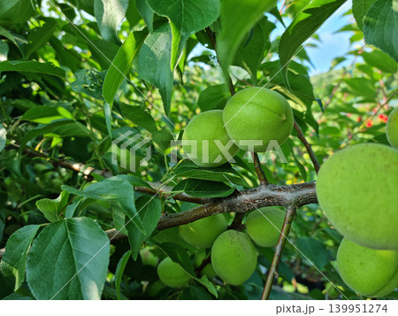 Plums hanging on branches on a farm. Plums hanging on branches on a farm. 139951274