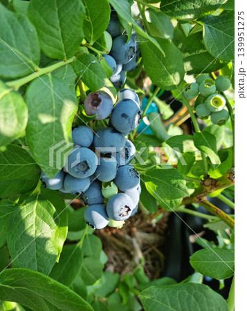 Highbush blueberry plant with fruits 139951275