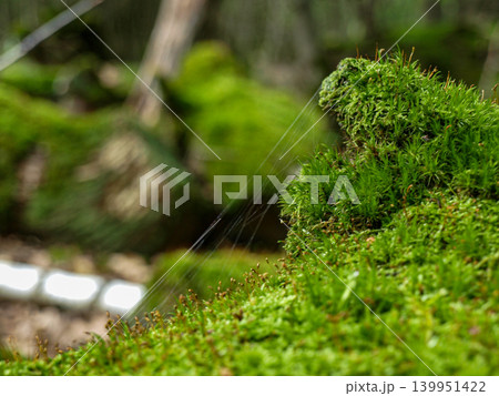 The twilight of the shade and sphagnum moss in a deciduous forest 139951422