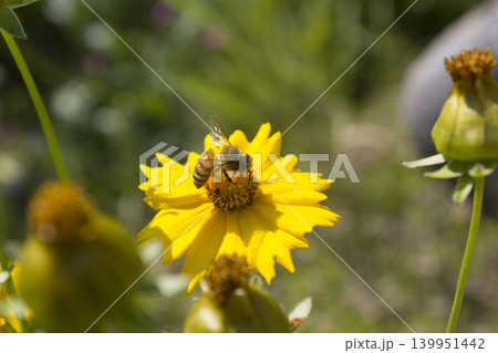 Golden-Wave flower on nature background Golden-Wave flower on nature background 139951442
