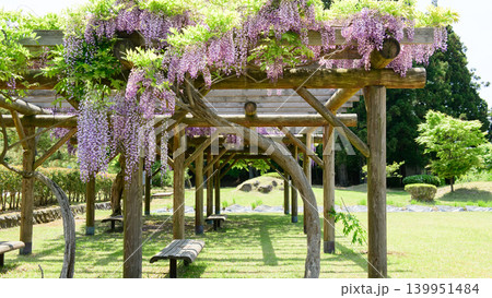 清々しい春の公園　満開の藤の花　秋田市 139951484