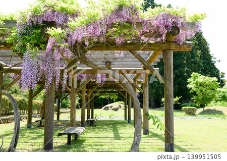 清々しい春の公園 満開の藤の花 秋田市 清々しい春の公園 満開の藤の花 秋田市 139951505