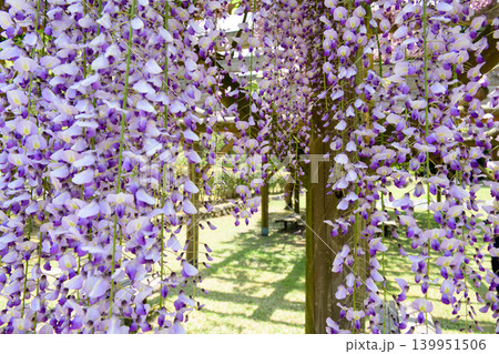 清々しい春の公園 満開の藤の花 秋田市 清々しい春の公園 満開の藤の花 秋田市 139951506