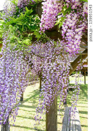清々しい春の公園　満開の藤の花　秋田市 139951543