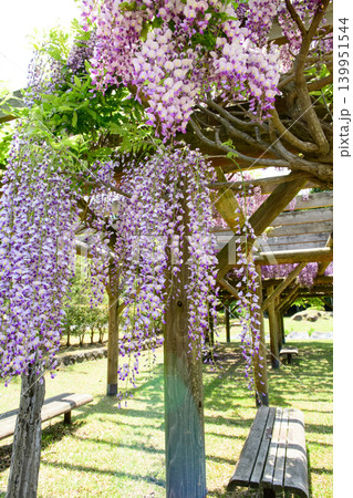 清々しい春の公園 満開の藤の花 秋田市 清々しい春の公園 満開の藤の花 秋田市 139951544