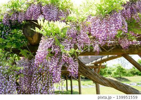 清々しい春の公園 満開の藤の花 秋田市 清々しい春の公園 満開の藤の花 秋田市 139951559