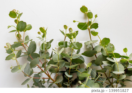 丸葉ユーカリの葉と白背景の植物素材 139951827