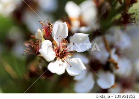 春の薄日をうけて咲くシャリンバイの白い花 春の薄日をうけて咲くシャリンバイの白い花 139951852