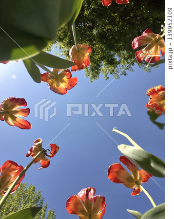 It is a low angle of the tulip. It is a low angle of the tulip. 139952109