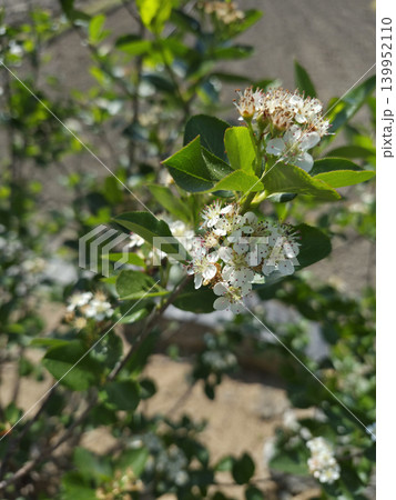 This is a close-up of a white aronia flower. This is a close-up of a white aronia flower. 139952110